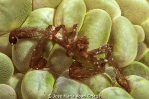 Orang-utang crab (Achaeus japonicus) by Jose Maria Abad Ortega 